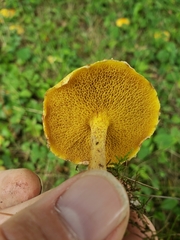 Suillus americanus