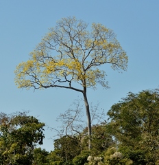 Handroanthus