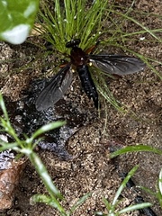 Diogmites platypterus