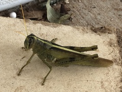 Schistocerca lineata