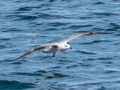 Larus marinus