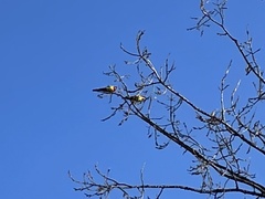 Platycercus eximius