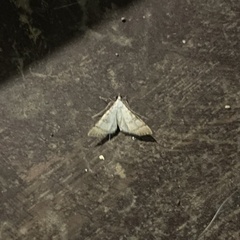 Blepharomastix colubralis