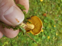 Suillus americanus