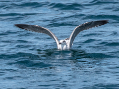 Larus marinus