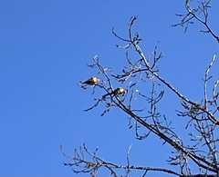 Platycercus eximius