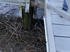 Alligator mississippiensis