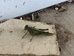 Schistocerca lineata