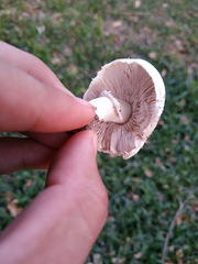 Agaricus campestris