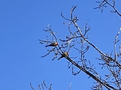 Platycercus eximius