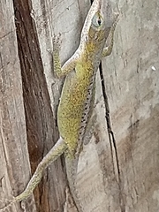 Anolis carolinensis