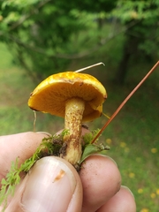 Suillus americanus