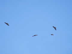 Rostrhamus sociabilis