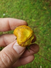 Suillus americanus