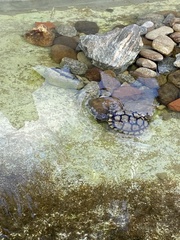 Emydidae