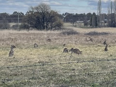 Macropus giganteus