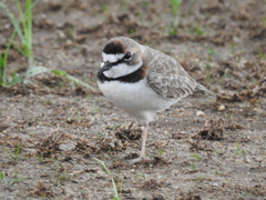 Charadrius collaris