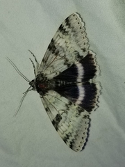Catocala relicta