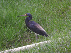Egretta tricolor
