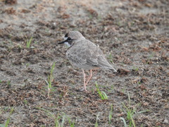 Charadrius collaris