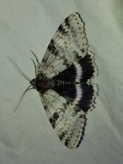 Catocala relicta