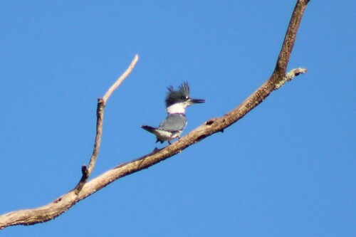 Belted Kingfisher photographed in Virginia