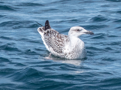 Larus marinus