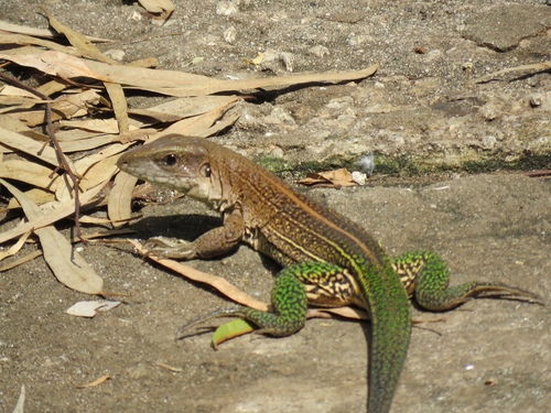 Ameiva praesignis
