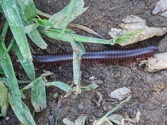 Narceus americanus