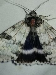 Catocala relicta