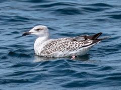 Larus marinus