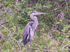 Ardea cocoi