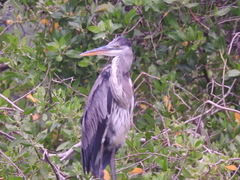 Ardea cocoi