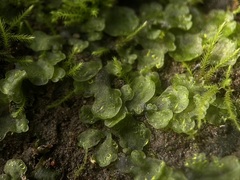Pellia neesiana