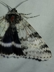 Catocala relicta
