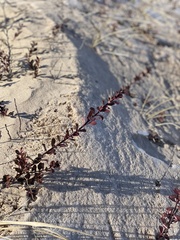 Arctostaphylos uva-ursi