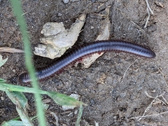 Narceus americanus
