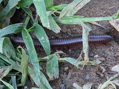 Narceus americanus