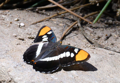 Adelpha californica