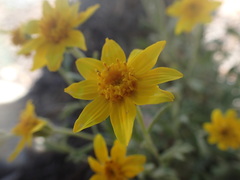 Eriophyllum lanatum