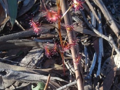 Drosera
