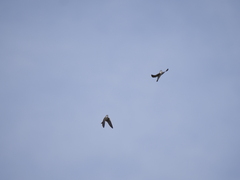 Tachycineta leucorrhoa