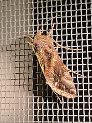 Chrysodeixis includens