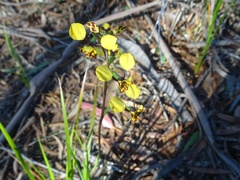 Diuris