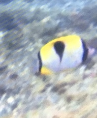 Chaetodon unimaculatus