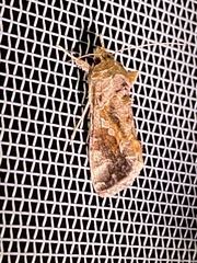 Chrysodeixis includens