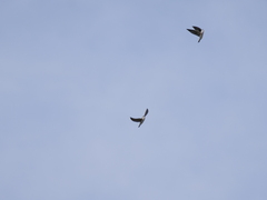 Tachycineta leucorrhoa