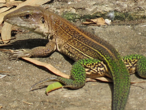 Dusky Giant Ameiva