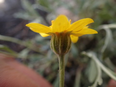 Eriophyllum lanatum
