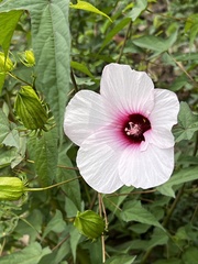 Hibiscus laevis